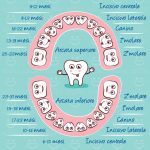Tabella eruzione denti decidui