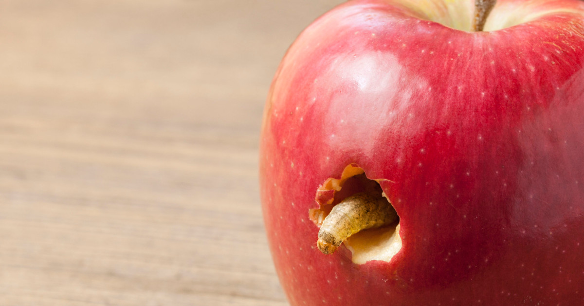 Carie Denti Da Latte